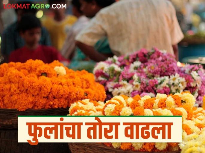 Flower Market: The flower market is booming during the wedding season; Read in detail how to get the best price | Flower Market: ऐन लग्नसराईत फुल बाजार तेजीत; कसा मिळतोय दर ते वाचा सविस्तर Flower Market: The flower market is booming during the wedding season; Read in detail how to get the best price | Flower Market: ऐन लग्नसराईत फुल बाजार तेजीत; कसा मिळतोय दर ते वाचा सविस्तर