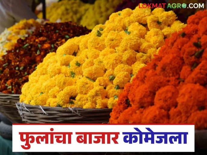 Flower Market: Floriculture is preferred; Read in detail how prices are being obtained in the market | Flower Market : फुलशेतीला पसंती; बाजारात कसा मिळतोय दर ते वाचा सविस्तर Flower Market: Floriculture is preferred; Read in detail how prices are being obtained in the market | Flower Market : फुलशेतीला पसंती; बाजारात कसा मिळतोय दर ते वाचा सविस्तर