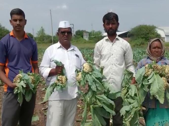 Time for farmers to uproot flower crops due to incessant rains; Type in Nashik | सतत पडणाऱ्या पावसामुळे फ्लॉवरचे पीक उपटून टाकण्याची शेतकऱ्यांवर वेळ; नाशिकमधील प्रकार Time for farmers to uproot flower crops due to incessant rains; Type in Nashik | सतत पडणाऱ्या पावसामुळे फ्लॉवरचे पीक उपटून टाकण्याची शेतकऱ्यांवर वेळ; नाशिकमधील प्रकार