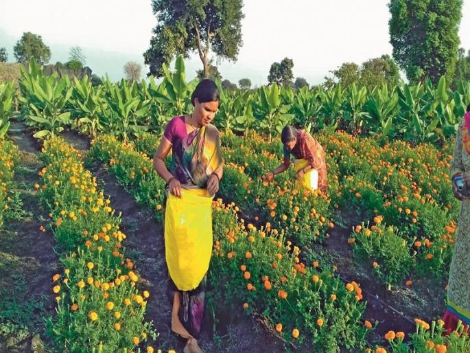 Grassroot Innovator: An innovative bag reduces efforts in the harvesting and stocking of flowers | ग्रासरूट इनोव्हेटर : नाविन्यपूर्ण बॅगमुळे फुलांची तोडणी आणि साठवणीचा त्रास झाला कमी Grassroot Innovator: An innovative bag reduces efforts in the harvesting and stocking of flowers | ग्रासरूट इनोव्हेटर : नाविन्यपूर्ण बॅगमुळे फुलांची तोडणी आणि साठवणीचा त्रास झाला कमी