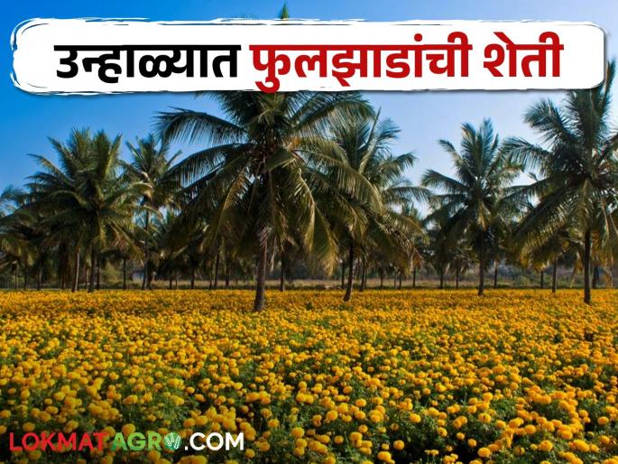 Latest News Crop Management How is the cultivation of flowers profitable in summer, read in detail | crop Management : उन्हाळ्यात फुलझाडांची शेती कशी ठरते फायदेशीर, वाचा सविस्तर