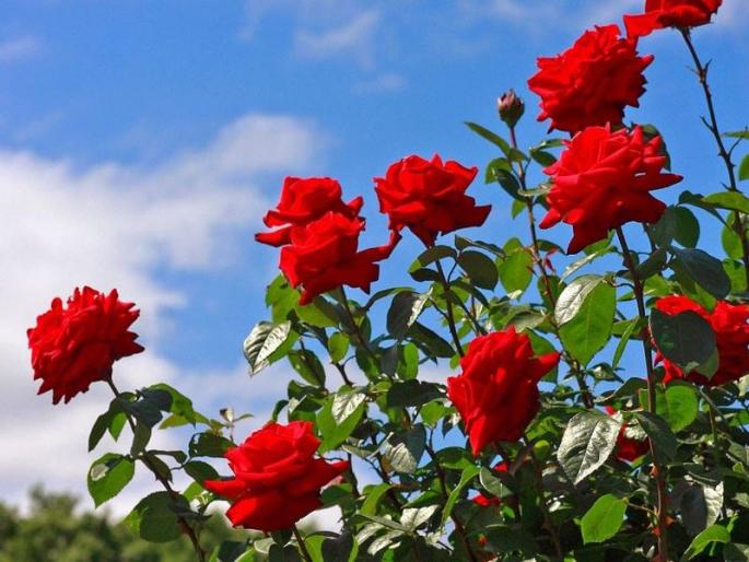 Export of 1.5 crores rose rfrom Maval taluka for 'valentine day' festival | ‘प्रेमा’च्या सणासाठी मावळ तालुक्यातून झाली दीड कोटी गुलाबांची निर्यात Export of 1.5 crores rose rfrom Maval taluka for 'valentine day' festival | ‘प्रेमा’च्या सणासाठी मावळ तालुक्यातून झाली दीड कोटी गुलाबांची निर्यात