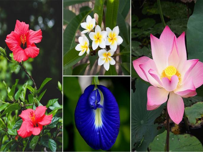 flowers for good luck you should keep with you according to vastu shastra | दिवस होईल शुभ जर घरातून निघताना खिशात ठेवली खास फुलं, वास्तूशास्त्रज्ञांनी दिल्या टिप्स flowers for good luck you should keep with you according to vastu shastra | दिवस होईल शुभ जर घरातून निघताना खिशात ठेवली खास फुलं, वास्तूशास्त्रज्ञांनी दिल्या टिप्स