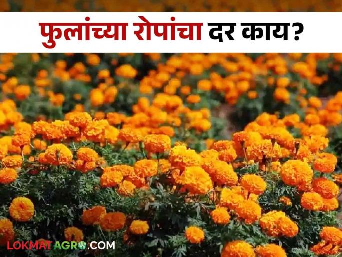 Latest News how much price of rose, jasmine, lily plants in nursery Know in detail | Rose Plant Rate : गुलाब, जास्वंद, लिलीचे रोपांचा दर काय? जाणून घ्या सविस्तर Latest News how much price of rose, jasmine, lily plants in nursery Know in detail | Rose Plant Rate : गुलाब, जास्वंद, लिलीचे रोपांचा दर काय? जाणून घ्या सविस्तर