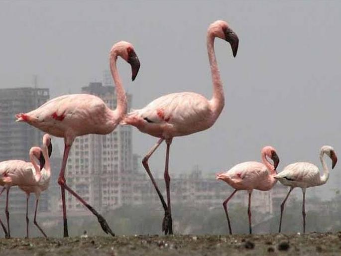 Development Project at the Flamingo Sanctuary in Mumbai, Thane | मुंबई, ठाण्यातील विकास प्रकल्प फ्लेमिंगो अभयारण्याच्या मुळावर Development Project at the Flamingo Sanctuary in Mumbai, Thane | मुंबई, ठाण्यातील विकास प्रकल्प फ्लेमिंगो अभयारण्याच्या मुळावर