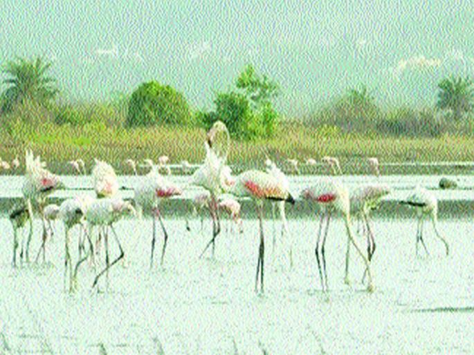 The 'flamingos' turned their back to the desert | ‘फ्लेमिंगों’नी उरणकडे फिरवली पाठ