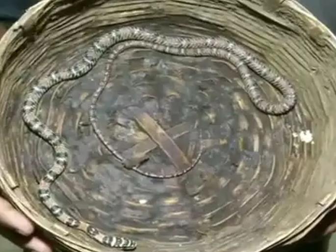 Odisha flying snake was seized from possession of a man in bhubaneswar viral video | VIDEO : येथे सापडला दुर्लभ प्रजातीचा साप; हवेत उडून करतो शिकार Odisha flying snake was seized from possession of a man in bhubaneswar viral video | VIDEO : येथे सापडला दुर्लभ प्रजातीचा साप; हवेत उडून करतो शिकार
