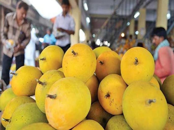 Eat plenty of mangoes throughout the month; Income will increase, even the common man will be able to afford it | महिनाभराने खा भरपूर आंबा; आवक वाढणार, सामान्यांनाही परवडणार Eat plenty of mangoes throughout the month; Income will increase, even the common man will be able to afford it | महिनाभराने खा भरपूर आंबा; आवक वाढणार, सामान्यांनाही परवडणार