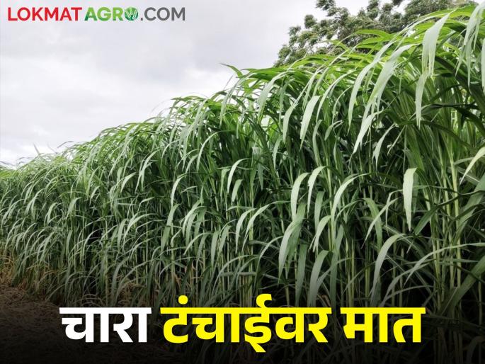 Fear of drought is increasing, let's focus on Charapika cultivation | दुष्काळाचा वाढतोय डर चारापिके लागवडीवर देऊया भर Fear of drought is increasing, let's focus on Charapika cultivation | दुष्काळाचा वाढतोय डर चारापिके लागवडीवर देऊया भर