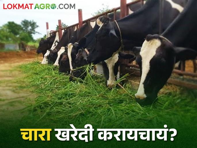 Latest news Fodder available for sale in 5 talukas of Chhatrapati Sambhajinagar district | Fodder : मुरघास, मक्याचा हिरवा चारा, ज्वारीची पेंढी खरेदी करायचीय, इथे साधा संपर्क Latest news Fodder available for sale in 5 talukas of Chhatrapati Sambhajinagar district | Fodder : मुरघास, मक्याचा हिरवा चारा, ज्वारीची पेंढी खरेदी करायचीय, इथे साधा संपर्क