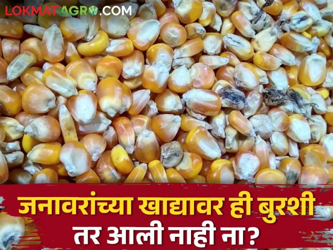 Risk of Aflatoxin Fungi in the Dairy Industry; Effects on livestock health | दुध व्यवसायात अॅफ्लाटॉक्सिन बुरशीचा धोका; पशुधनाच्या आरोग्यावर होणारे दुष्परिणाम Risk of Aflatoxin Fungi in the Dairy Industry; Effects on livestock health | दुध व्यवसायात अॅफ्लाटॉक्सिन बुरशीचा धोका; पशुधनाच्या आरोग्यावर होणारे दुष्परिणाम