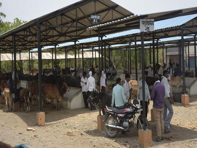 414 crore requirement for fodder in Marathwada; 600 fodder camps till June 2019 | मराठवाड्यात चाऱ्यासाठी ४१४ कोटींची आवश्यकता; जून २०१९ पर्यंत ६०० चारा छावण्यांचा अंदाज 414 crore requirement for fodder in Marathwada; 600 fodder camps till June 2019 | मराठवाड्यात चाऱ्यासाठी ४१४ कोटींची आवश्यकता; जून २०१९ पर्यंत ६०० चारा छावण्यांचा अंदाज