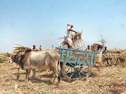 Death of sheep and goats due to lack fodder; The demand of villagers to start fodder camps | चाऱ्याअभावी शेळ््या-मेढ्यांचा मृत्यू; चारा छावण्या सुरू करण्याची ग्रामस्थांची मागणी Death of sheep and goats due to lack fodder; The demand of villagers to start fodder camps | चाऱ्याअभावी शेळ््या-मेढ्यांचा मृत्यू; चारा छावण्या सुरू करण्याची ग्रामस्थांची मागणी