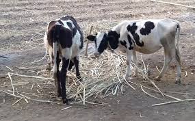 The intensity of feeding will be felt; Prepare the plan for fodder camps | चाराटंचाईची तिव्रता जाणवणार; चारा छावण्यांचा आराखडा तयार The intensity of feeding will be felt; Prepare the plan for fodder camps | चाराटंचाईची तिव्रता जाणवणार; चारा छावण्यांचा आराखडा तयार