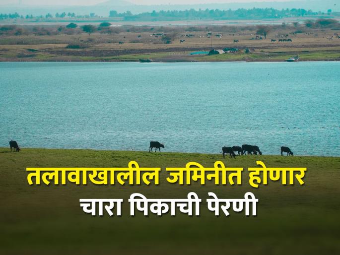 Scarcity of fodder; Fodder crops will be planted on the silt soil under the lake dam | चारा टंचाई ; तलावाखालील गाळ पेऱ्याच्या जमिनीवर चारा पिकांची लागवड योजना Scarcity of fodder; Fodder crops will be planted on the silt soil under the lake dam | चारा टंचाई ; तलावाखालील गाळ पेऱ्याच्या जमिनीवर चारा पिकांची लागवड योजना