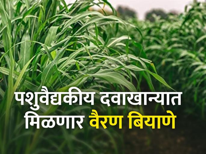 Distribution of 60 lakhs of fodder seeds on behalf of Animal Husbandry Department | 'पशुसंवर्धन'च्या वतीने ६० लाखांचे वैरण बियाण्यांचे वाटप