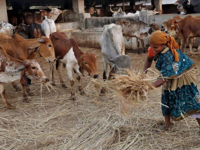 Only 120 days of fodder left for the animals, sale outside the district is banned by the administration! | १२० दिवस पुरेल इतकाच जनावरांसाठी चारा शिल्लक, जिल्ह्याबाहेर विक्रीस प्रशासनाकडून बंदी! Only 120 days of fodder left for the animals, sale outside the district is banned by the administration! | १२० दिवस पुरेल इतकाच जनावरांसाठी चारा शिल्लक, जिल्ह्याबाहेर विक्रीस प्रशासनाकडून बंदी!