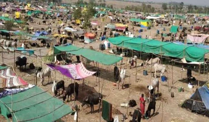 Fodder camp proposals stuck in Buldhana | चारा छावण्यांचे प्रस्ताव अडकले लालफितशाहीत Fodder camp proposals stuck in Buldhana | चारा छावण्यांचे प्रस्ताव अडकले लालफितशाहीत