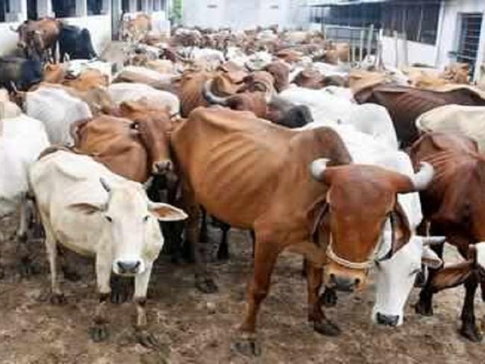 4.43 lakh livestock affected by drought | अकोला जिल्ह्यातील ४.४३ लाख पशुधनाला चाराटंचाईची झळ!
