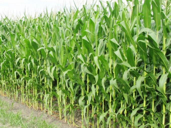 Fodder scarcity may occur this year due to heavy rains | अवकाळी पावसामुळे यंदा उद्भवणार चाराटंचाईचे संकट Fodder scarcity may occur this year due to heavy rains | अवकाळी पावसामुळे यंदा उद्भवणार चाराटंचाईचे संकट