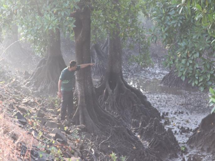 15 species of mangroves recorded in creeks; Verification will be done by Forest Department | खाड्यांमध्ये खारफुटीच्या १५ प्रजातींची नोंद; वन विभागाकडून पडताळणी केली जाणार 15 species of mangroves recorded in creeks; Verification will be done by Forest Department | खाड्यांमध्ये खारफुटीच्या १५ प्रजातींची नोंद; वन विभागाकडून पडताळणी केली जाणार