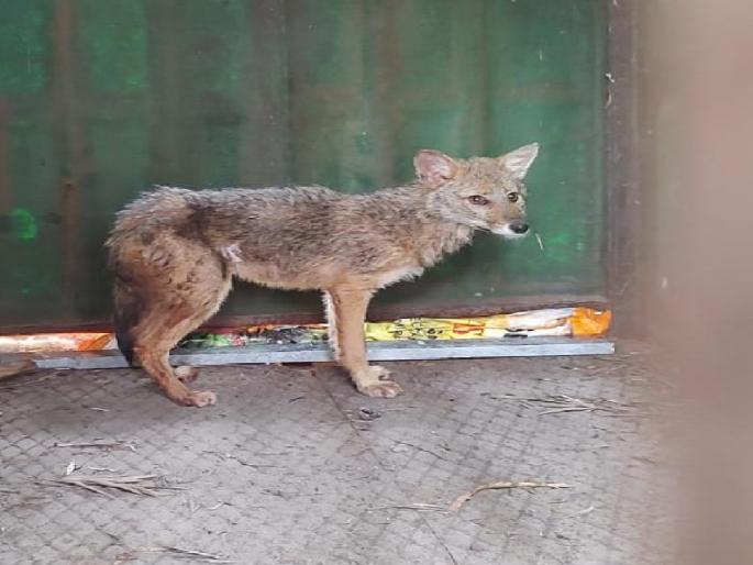 The fox that fell into the well was rescued alive after four days in Sarud Kolhapur District | विहिरीत पडलेल्या कोल्ह्याला जिवदान, चार दिवसाच्या अथक प्रयत्नानंतर सुखरूप बाहेर काढलं The fox that fell into the well was rescued alive after four days in Sarud Kolhapur District | विहिरीत पडलेल्या कोल्ह्याला जिवदान, चार दिवसाच्या अथक प्रयत्नानंतर सुखरूप बाहेर काढलं