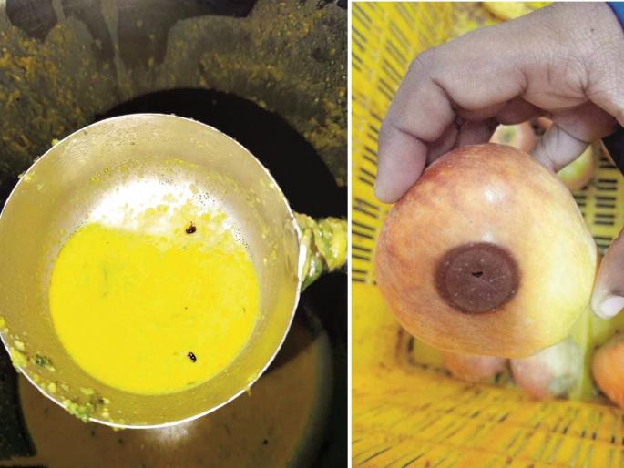 Worms in government hostel food; Girls directly to Tehsil office with food plate | शासकीय वसतिगृहातील जेवणात किडे; मुली जेवणाच्या ताटासह थेट तहसील कार्यालयात Worms in government hostel food; Girls directly to Tehsil office with food plate | शासकीय वसतिगृहातील जेवणात किडे; मुली जेवणाच्या ताटासह थेट तहसील कार्यालयात