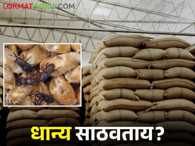 In storage, food grain damage by pests; What are the easiest ways to protect food grain? | साठवणुकीत धान्याला किड लागतेय; धान्य संरक्षणासाठी सोप्या पद्धती कोणत्या? In storage, food grain damage by pests; What are the easiest ways to protect food grain? | साठवणुकीत धान्याला किड लागतेय; धान्य संरक्षणासाठी सोप्या पद्धती कोणत्या?