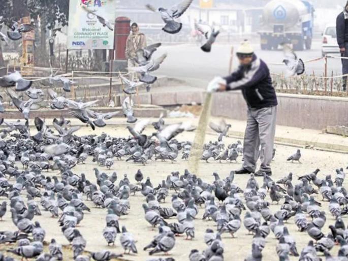 He will feed the birds with farsan and bread, but he will be caught in a trap | पक्ष्यांना फरसाण अन् पाव खाऊ घालणार, तो जाळ्यात अडकणार ! He will feed the birds with farsan and bread, but he will be caught in a trap | पक्ष्यांना फरसाण अन् पाव खाऊ घालणार, तो जाळ्यात अडकणार !