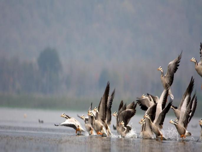Foreign birds arrived in Gondia | पक्षीनिरीक्षकांसाठी पर्वणी : परदेशी पाहुण्यांनी जलाशय हाऊसफुल्ल Foreign birds arrived in Gondia | पक्षीनिरीक्षकांसाठी पर्वणी : परदेशी पाहुण्यांनी जलाशय हाऊसफुल्ल