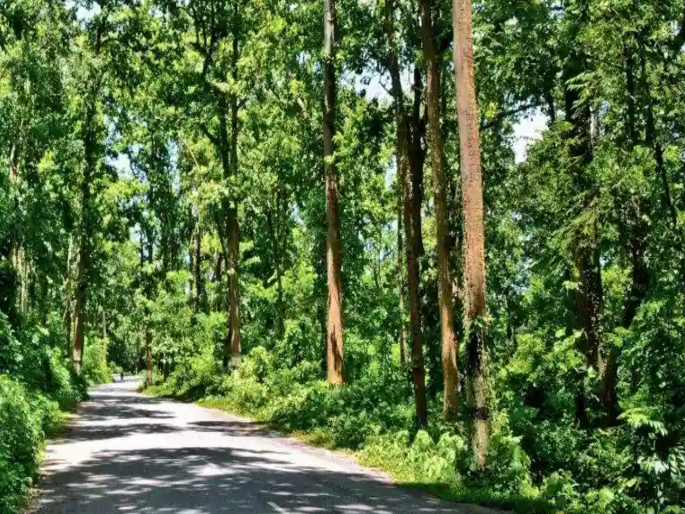 Tree cover increased but forest area decreased! The state lost 54.47 sq. km. of forest area. | आश्चर्यकारक! वृक्षाच्छादन वाढले पण वनक्षेत्र कमी झाले ! राज्याने ५४.४७ चौ.कि.मी. वनक्षेत्र गमावले Tree cover increased but forest area decreased! The state lost 54.47 sq. km. of forest area. | आश्चर्यकारक! वृक्षाच्छादन वाढले पण वनक्षेत्र कमी झाले ! राज्याने ५४.४७ चौ.कि.मी. वनक्षेत्र गमावले