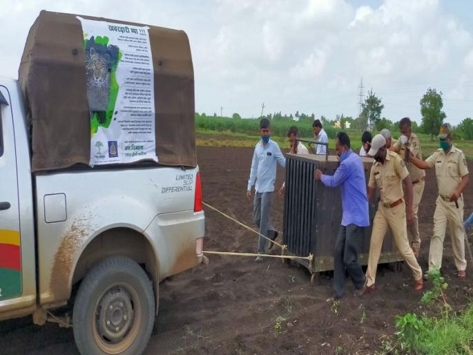 Palse: Leopard infestation in sugarcane cultivation | पळसे: ऊसशेतीत बिबट्याचा भरदुपारी संचार Palse: Leopard infestation in sugarcane cultivation | पळसे: ऊसशेतीत बिबट्याचा भरदुपारी संचार