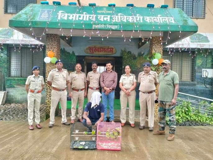Ratnagiri: One from Mauje Kondhemal in custody of forest department in case of smuggling of rare parrot in Chiplun | Ratnagiri: चिपळुणात दुर्मिळ पोपटाची तस्करी प्रकरणी, मौजे कोंढेमाळ येथील एकजण वनविभागाच्या ताब्यात Ratnagiri: One from Mauje Kondhemal in custody of forest department in case of smuggling of rare parrot in Chiplun | Ratnagiri: चिपळुणात दुर्मिळ पोपटाची तस्करी प्रकरणी, मौजे कोंढेमाळ येथील एकजण वनविभागाच्या ताब्यात