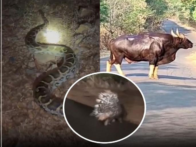 Free movement of wildlife in Radhanagari Dajipur Sanctuary | Kolhapur: रहदारीचा रस्ता बंद असल्याने वन्यजिवांचा मुक्त संचार, दाजीपूर अभयारण्यातील प्राण्यांचे स्थानिकांना दर्शन Free movement of wildlife in Radhanagari Dajipur Sanctuary | Kolhapur: रहदारीचा रस्ता बंद असल्याने वन्यजिवांचा मुक्त संचार, दाजीपूर अभयारण्यातील प्राण्यांचे स्थानिकांना दर्शन