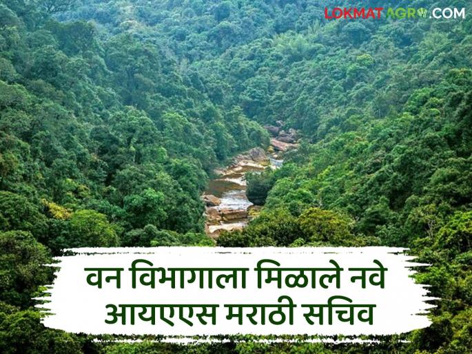Forest Department: Milind Mhaiskar as Secretary of Forest Department in Maharashtra State | Forest Department : आयएफएसना दिलासा: नागपुरात 'के. के'ची विकेट पडणार? वाचा सविस्तर Forest Department: Milind Mhaiskar as Secretary of Forest Department in Maharashtra State | Forest Department : आयएफएसना दिलासा: नागपुरात 'के. के'ची विकेट पडणार? वाचा सविस्तर