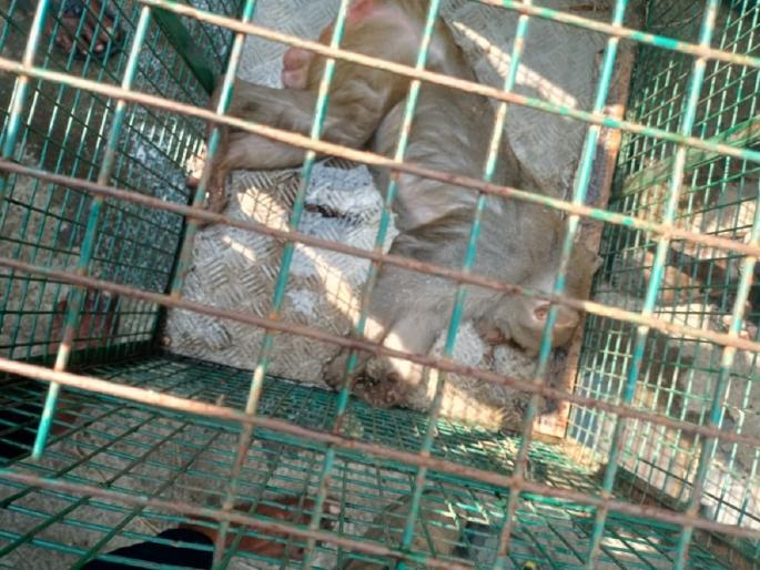 forest department has finally succeeded in imprisoning the monkey that was spreading terror among the villagers for a week. | आठवडाभर ग्रामस्थांमध्ये दहशत पसरवणारे माकड अखेर जेरबंद  forest department has finally succeeded in imprisoning the monkey that was spreading terror among the villagers for a week. | आठवडाभर ग्रामस्थांमध्ये दहशत पसरवणारे माकड अखेर जेरबंद