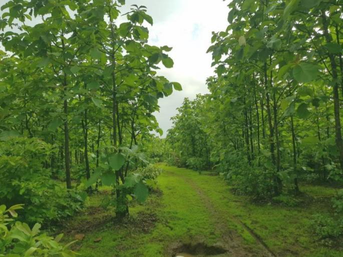 ... so Gavalipada of Nashik is set to be ranked second in the state | ...म्हणून नाशिकचा गवळीपाडा झळकला राज्यात दुसऱ्या स्थानावर