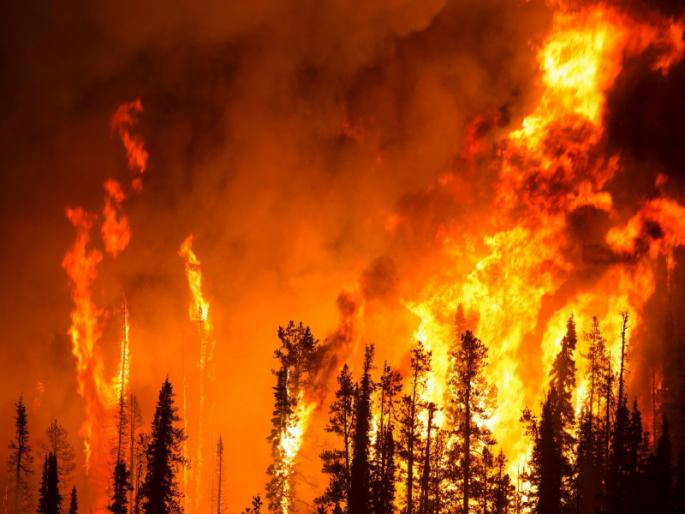 The heat of the sun and the danger of wildfires devouring the forests | उन्हाचा भडका आणि जंगले गिळत चाललेले वणव्यांचे संकट The heat of the sun and the danger of wildfires devouring the forests | उन्हाचा भडका आणि जंगले गिळत चाललेले वणव्यांचे संकट