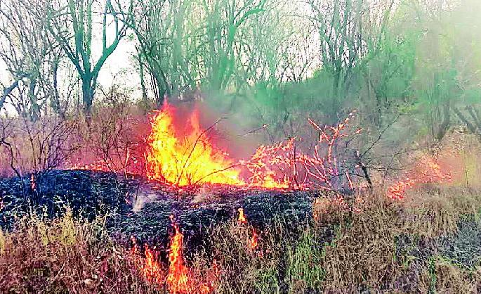 Increased incidence of forest fire, wildlife in danger due to hot summer | वनवणव्यांच्या घटनांमध्ये वाढ, तप्त उन्हाने वन्यजीव सैरभर Increased incidence of forest fire, wildlife in danger due to hot summer | वनवणव्यांच्या घटनांमध्ये वाढ, तप्त उन्हाने वन्यजीव सैरभर