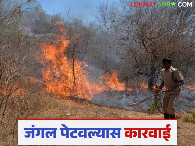 Latest News Action will be taken if forest fires are set by Forest Department see details | Agriculture News : जंगलात आग लावण्याचं काम करू नका, अन्यथा... वनविभागाकडून आवाहन  Latest News Action will be taken if forest fires are set by Forest Department see details | Agriculture News : जंगलात आग लावण्याचं काम करू नका, अन्यथा... वनविभागाकडून आवाहन