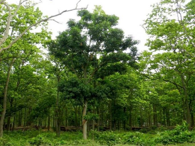 Establishment of seven teams for the inspection of private forest areas | खासगी वन क्षेत्रांच्या पाहणीसाठी सात पथके स्थापन