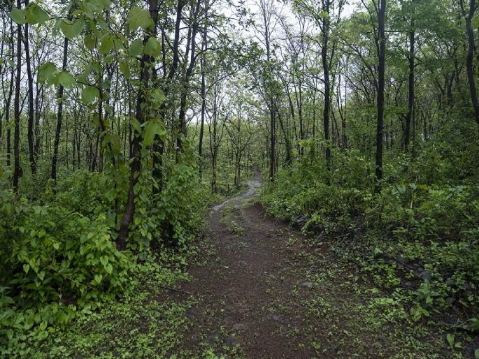 Important news! The distribution of forest lands in the state will be investigated, the government has appointed special teams | महत्त्वाची बातमी! राज्यातील वन जमिनींच्या वाटपाची चौकशी होणार, शासनाने नेमली विशेष पथके Important news! The distribution of forest lands in the state will be investigated, the government has appointed special teams | महत्त्वाची बातमी! राज्यातील वन जमिनींच्या वाटपाची चौकशी होणार, शासनाने नेमली विशेष पथके