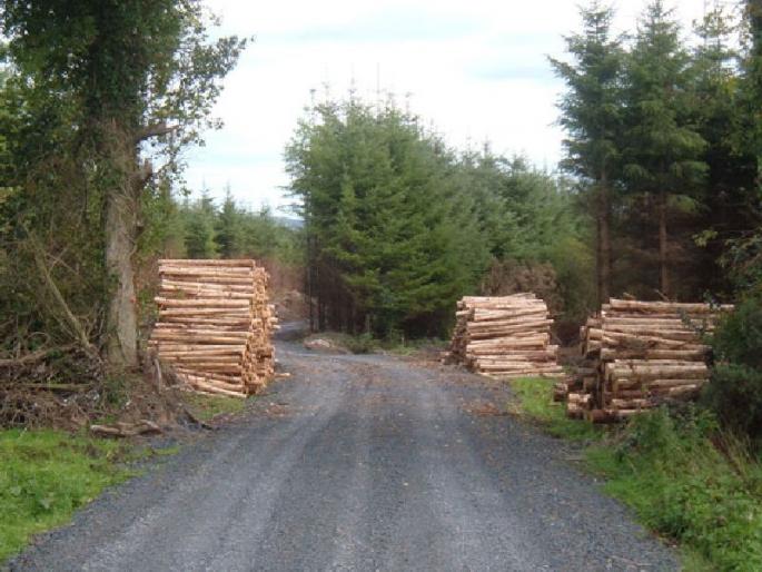 When the evaluation of partial projects on forest land? | वनजमिनींवरील अर्धवट प्रकल्पांचे मूल्यांकन केव्हा? When the evaluation of partial projects on forest land? | वनजमिनींवरील अर्धवट प्रकल्पांचे मूल्यांकन केव्हा?