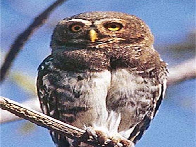 On the trail of Forest owl - Girish Jathar | वनपिंगळा