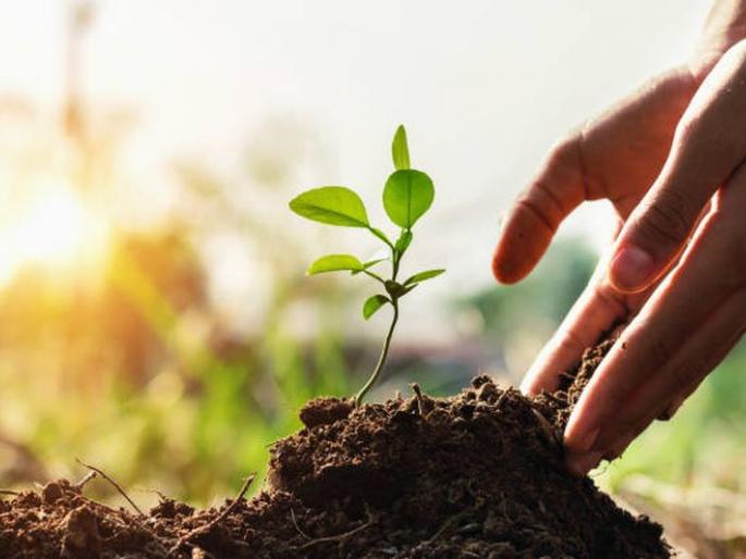 Tree plantation in five villages Akola | पाच गावांमध्ये वृक्षारोपणातून होणार आनंदवन!