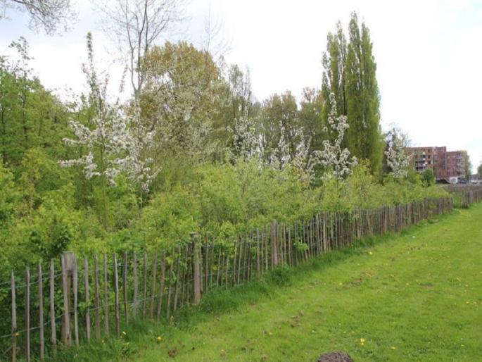 The city now plans the Urban Forest; Aurangabad Municipal settlement on open space encroachment | शहरात आता अर्बन फॉरेस्ट योजना; खुल्या जागेवरील अतिक्रमणावर महापालिकेचा तोडगा The city now plans the Urban Forest; Aurangabad Municipal settlement on open space encroachment | शहरात आता अर्बन फॉरेस्ट योजना; खुल्या जागेवरील अतिक्रमणावर महापालिकेचा तोडगा