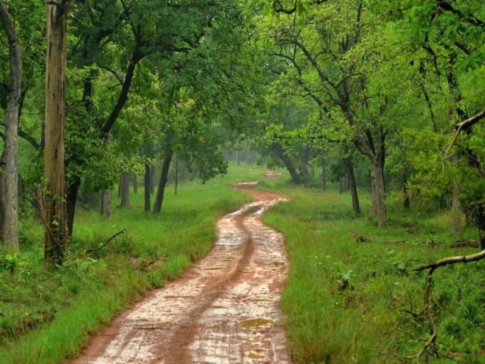 one tree of mine | एक झाड माझे अभियान one tree of mine | एक झाड माझे अभियान