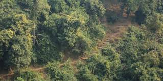 Does the meat of wild animals go directly to Thane? | वन्य प्राण्याचे मांस जाते थेट ठाण्यापर्यंत? Does the meat of wild animals go directly to Thane? | वन्य प्राण्याचे मांस जाते थेट ठाण्यापर्यंत?