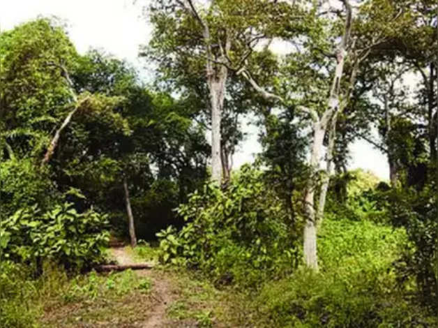 Dense jungle in Mumbai; Environmental balance | मुंबईत होणार दाट घनतेचे जंगल; पर्यावरणाचा राखणार समतोल Dense jungle in Mumbai; Environmental balance | मुंबईत होणार दाट घनतेचे जंगल; पर्यावरणाचा राखणार समतोल