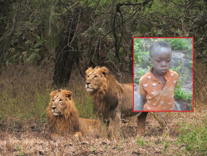 Eight-year-old boy lost in dense forest of Zimbabwe, fought for death for five days | झिम्बाब्वेच्या घनदाट जंगलात आठ वर्षीय चिमुकला हरवला, पाच दिवस दिली मृत्यूशी झुंज Eight-year-old boy lost in dense forest of Zimbabwe, fought for death for five days | झिम्बाब्वेच्या घनदाट जंगलात आठ वर्षीय चिमुकला हरवला, पाच दिवस दिली मृत्यूशी झुंज